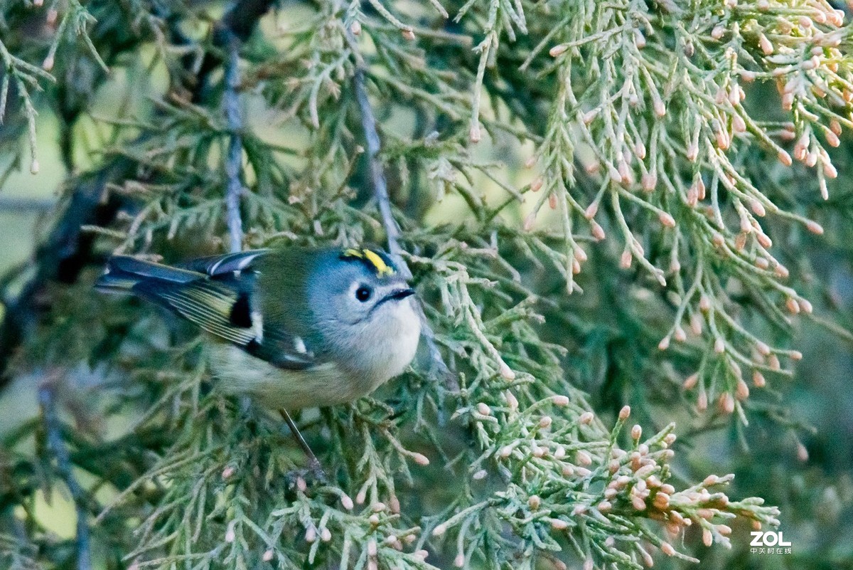 公园看见的小小鸟一只