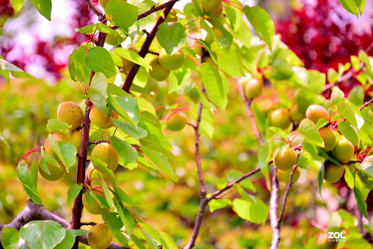 杏子熟了