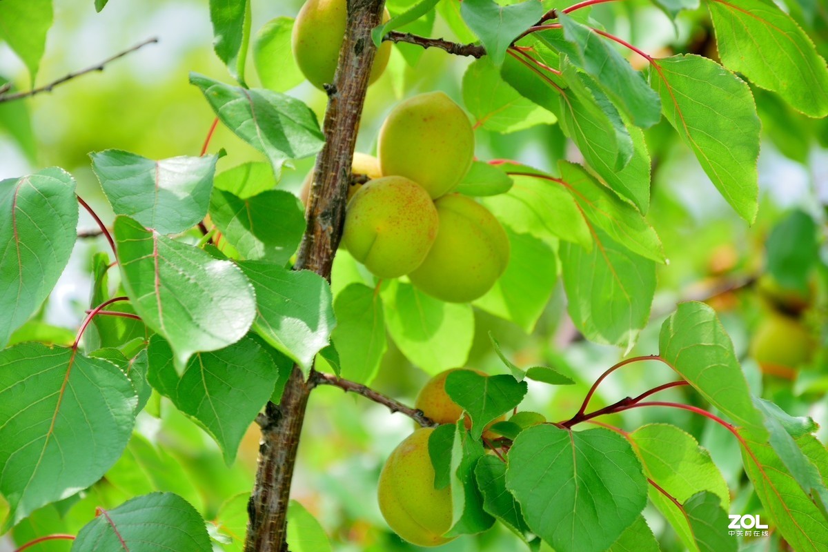 杏子熟了
