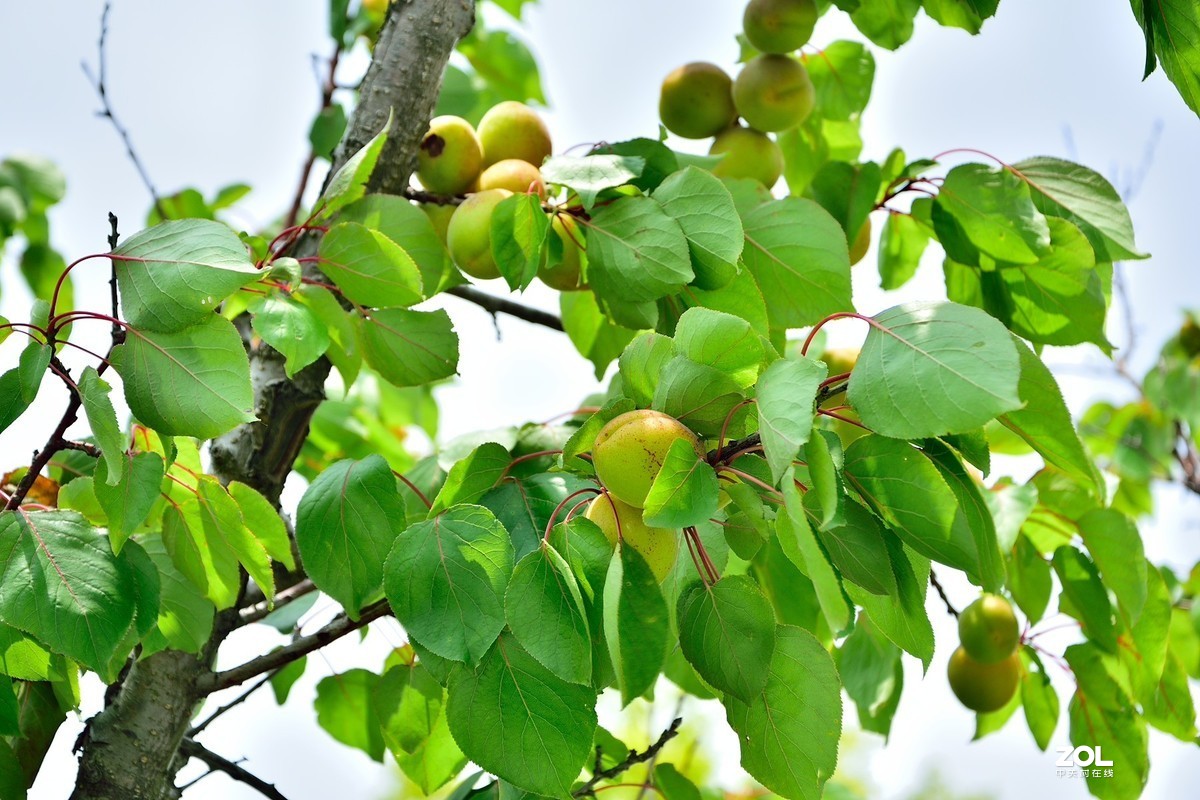 杏子熟了