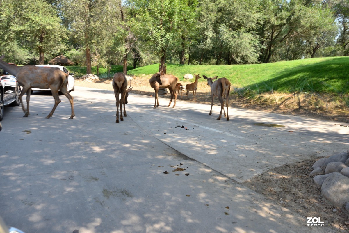 北京大兴野生动物园