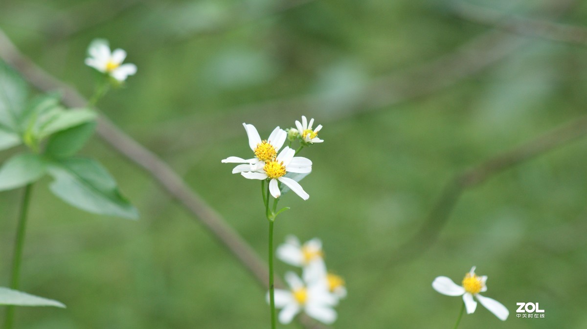 深圳羊台山公园之《花花草草》