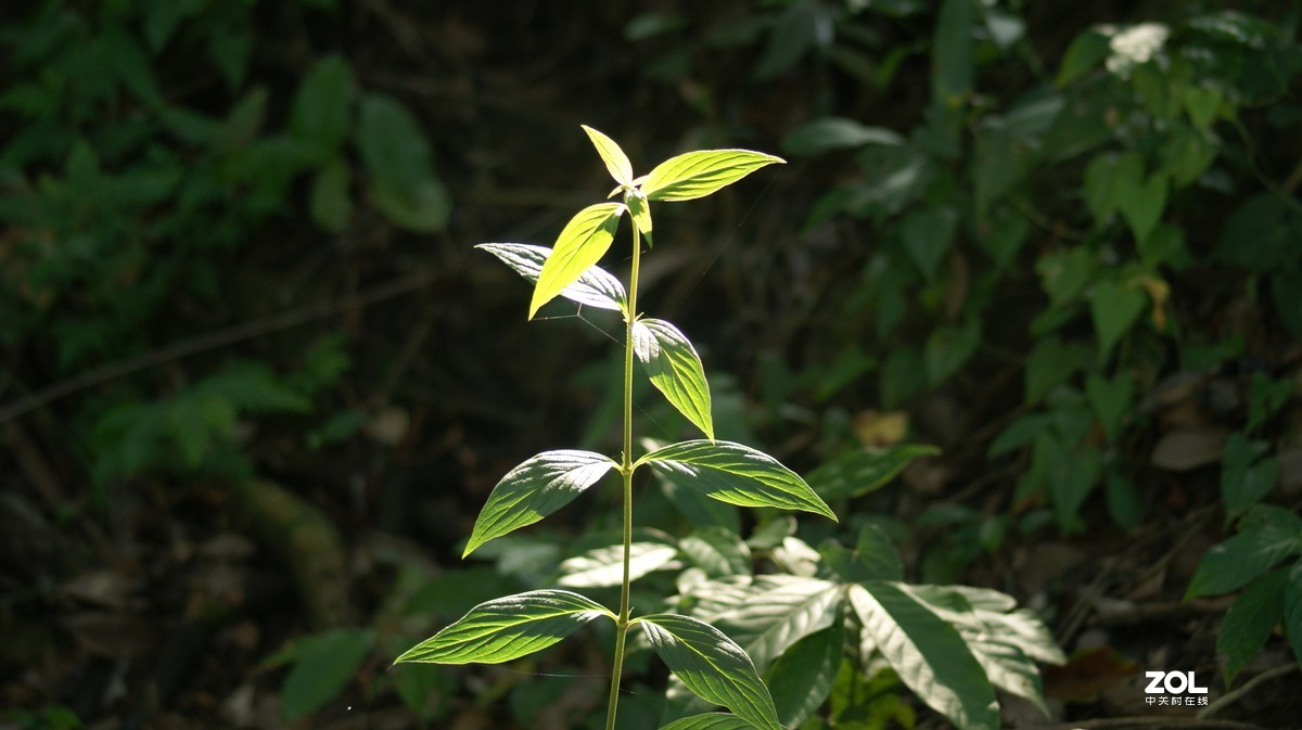 深圳羊台山公园之《花花草草》