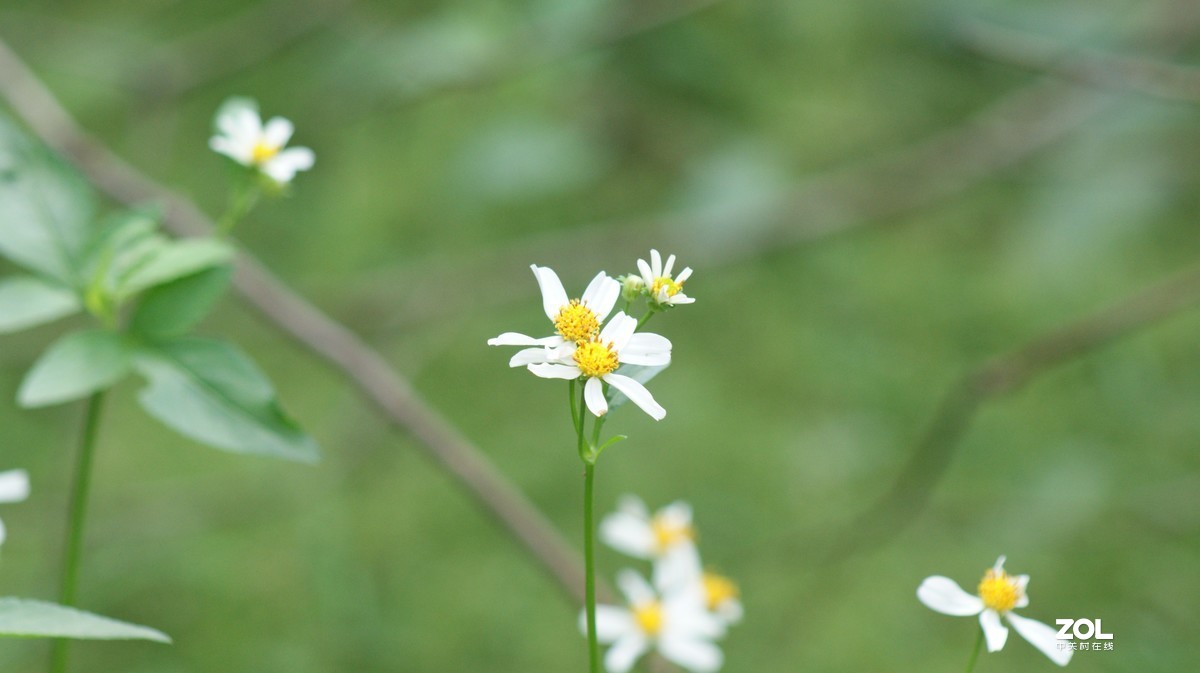 深圳羊台山公园之《花花草草》