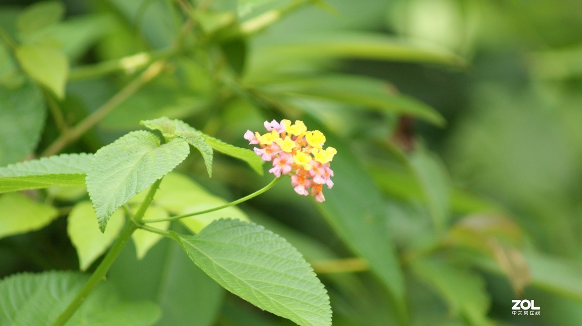深圳羊台山公园之《花花草草》