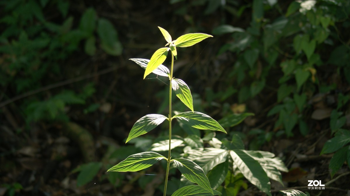深圳羊台山公园之《花花草草》