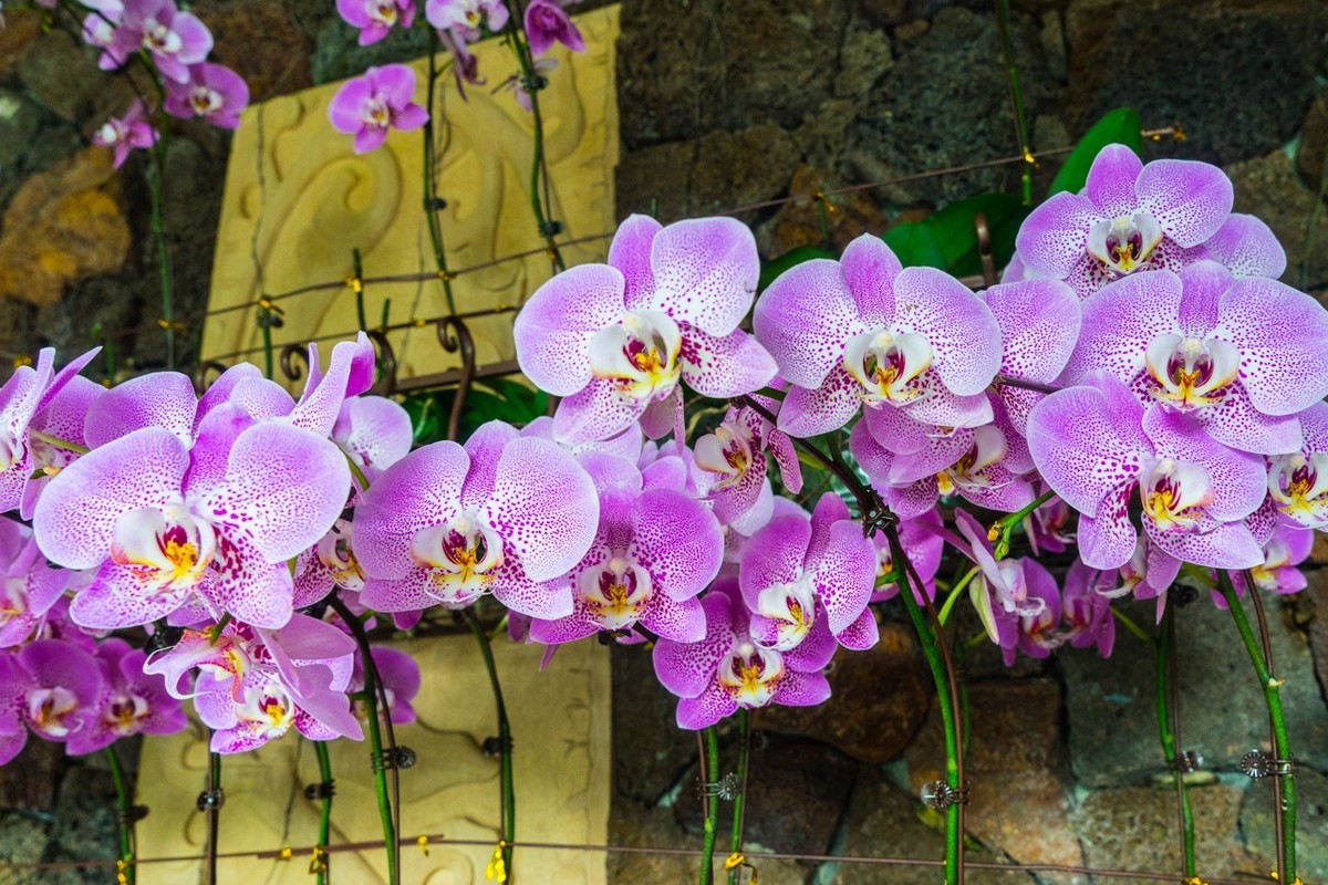 三亚------亚龙湾希尔顿、丽思卡尔顿、珀尔曼酒店和亚龙湾森林公园