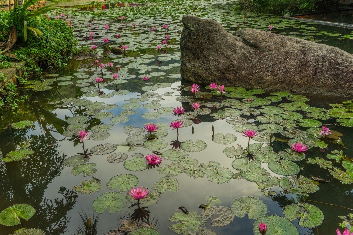 三亚------亚龙湾希尔顿、丽思卡尔顿、珀尔曼酒店和亚龙湾森林公园