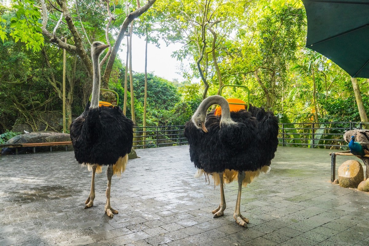 三亚------亚龙湾希尔顿、丽思卡尔顿、珀尔曼酒店和亚龙湾森林公园