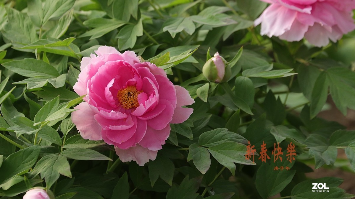 迟来的问候-过年好【2】