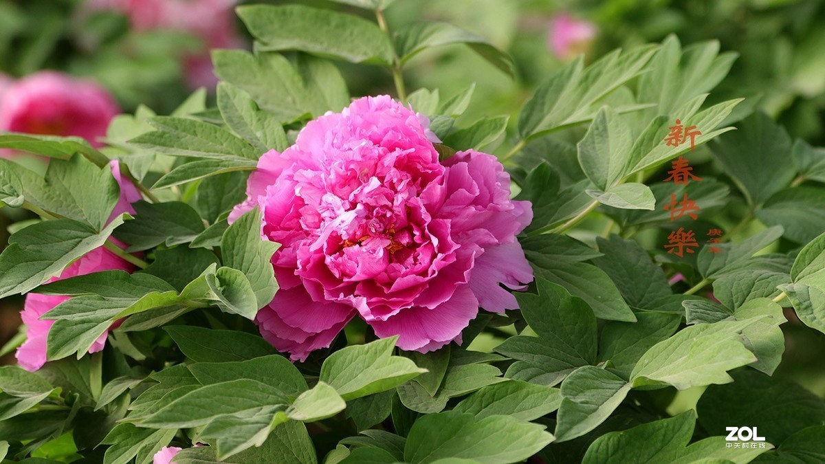 迟来的问候-过年好【2】