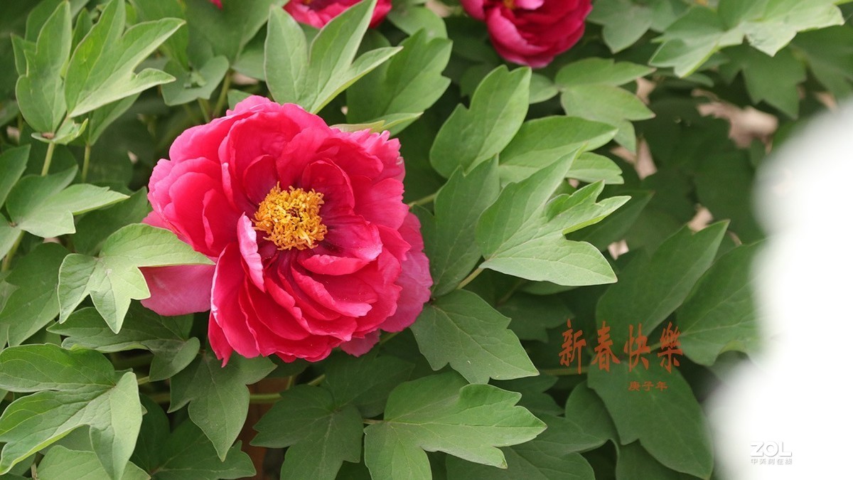 迟来的问候-过年好【2】