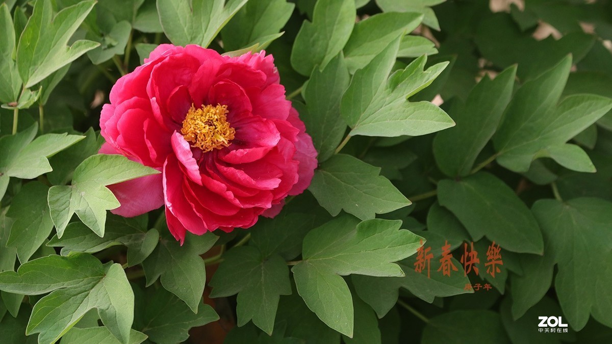 迟来的问候-过年好【2】