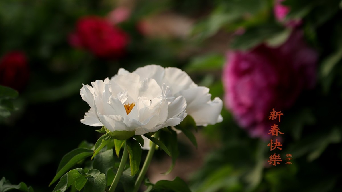 迟来的问候-过年好【2】