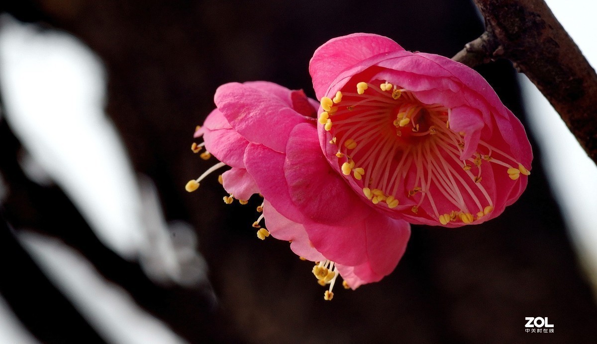 #版主坐堂#小五星空(中国)2020年一月精品荟萃