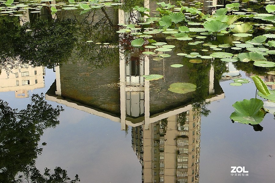 荷  塘  映  色