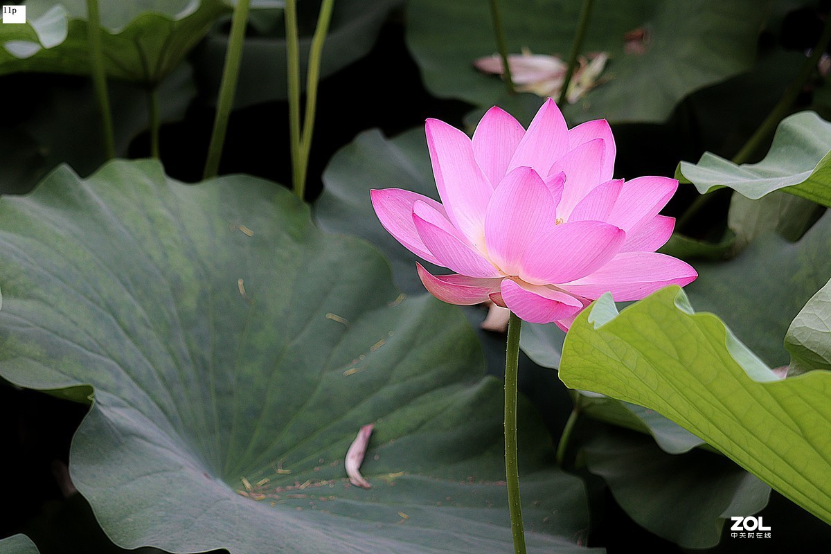 花卉园最近拍的荷花