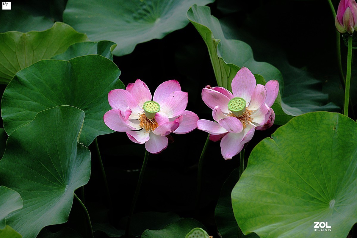 花卉园最近拍的荷花