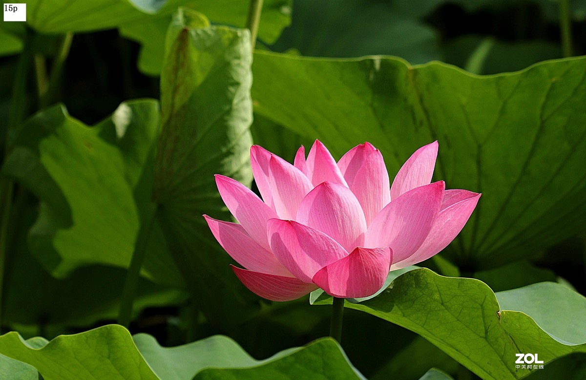 花卉园最近拍的荷花