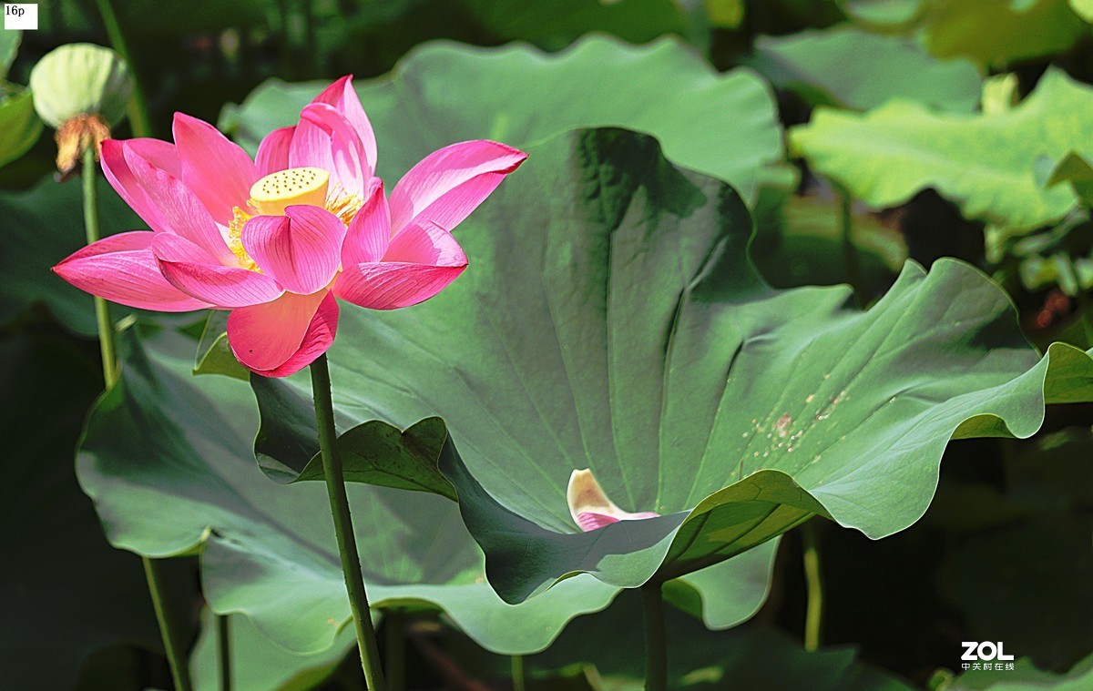 花卉园最近拍的荷花