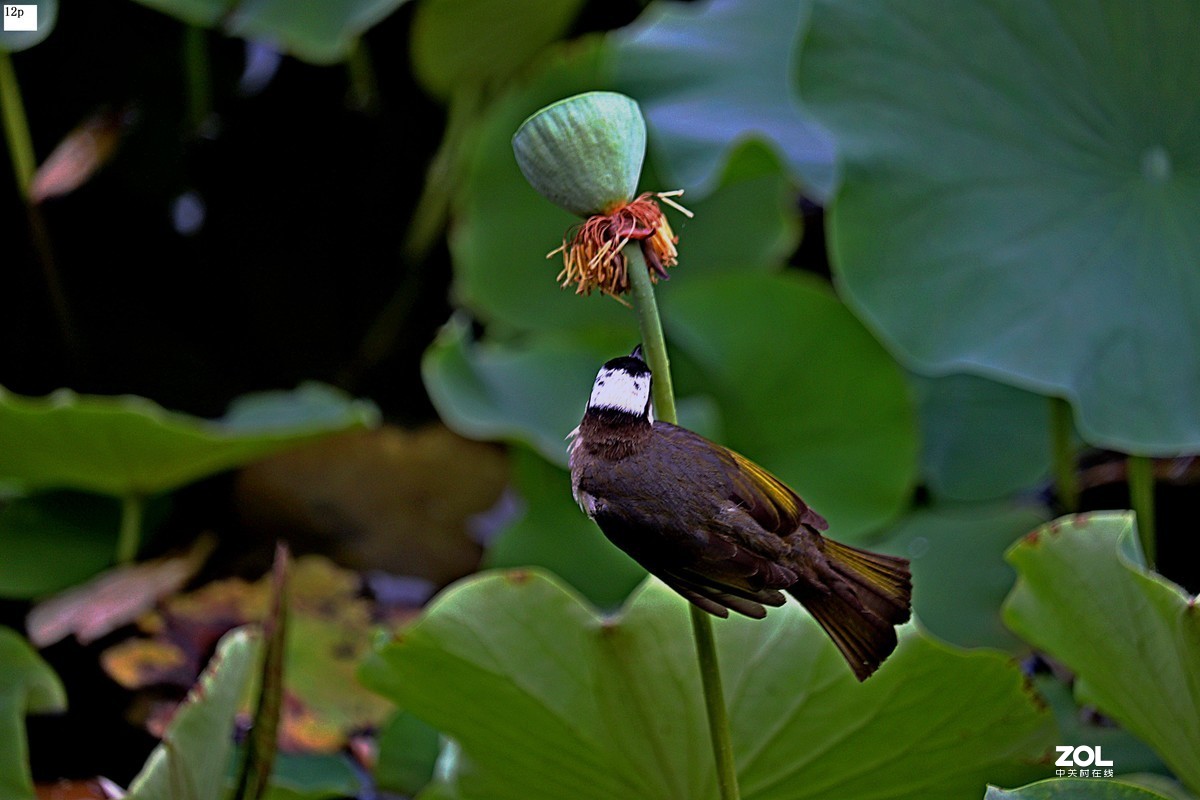 花卉园最近拍的荷花