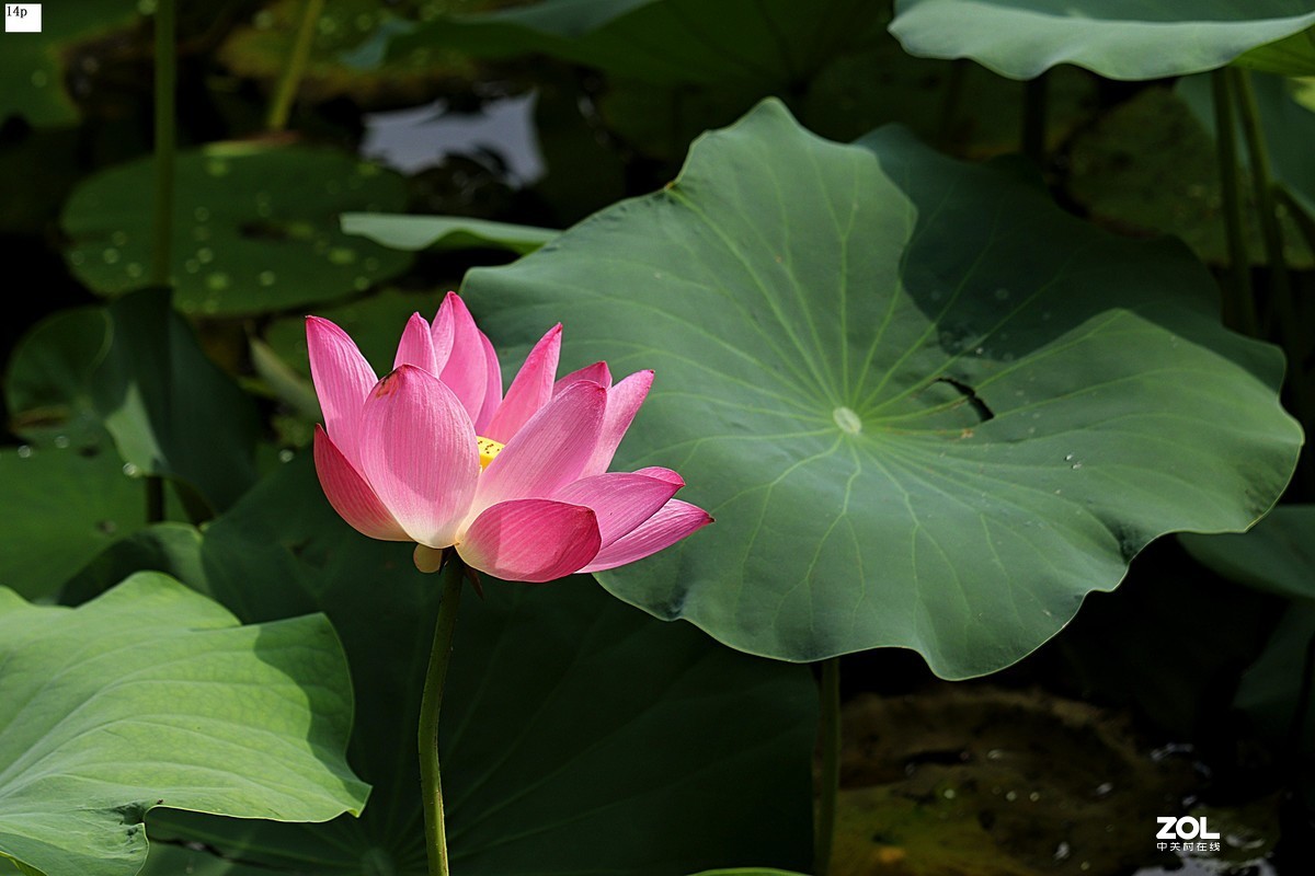 花卉园最近拍的荷花