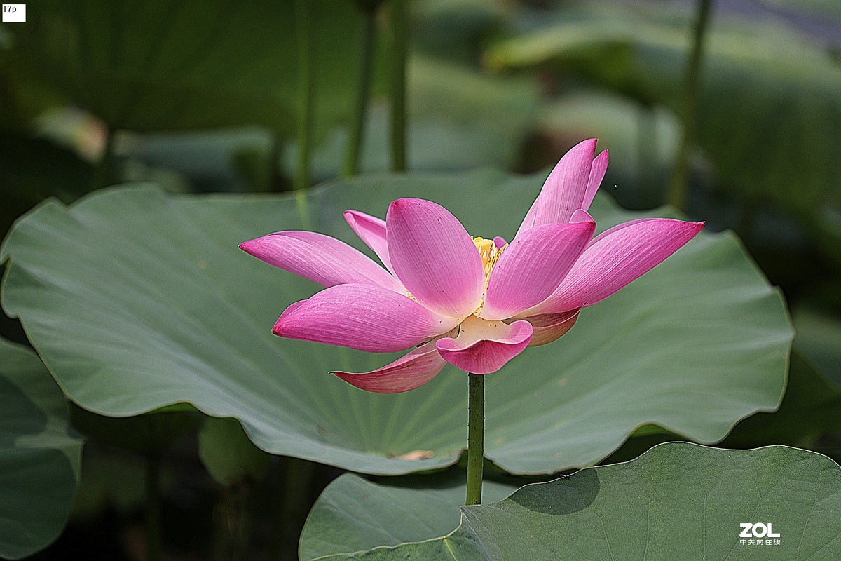 花卉园最近拍的荷花