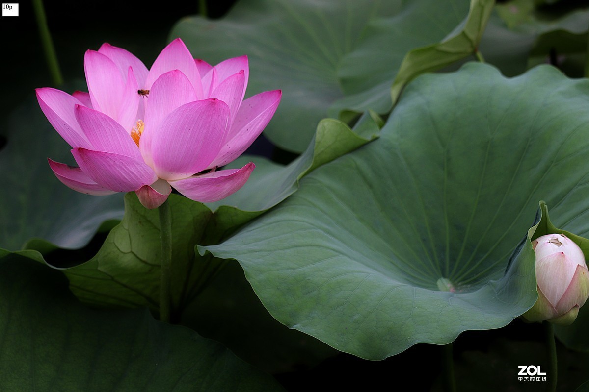 花卉园最近拍的荷花
