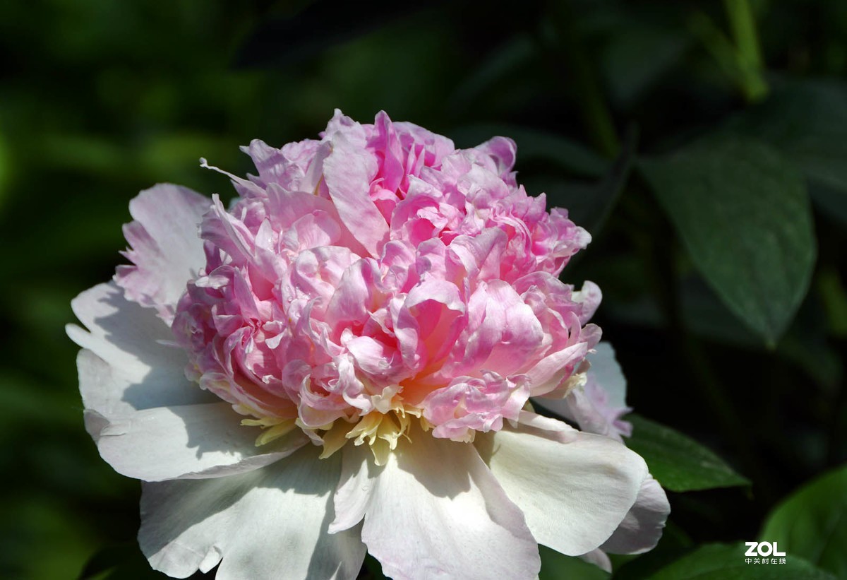 草莓奶昔和菠萝奶昔等