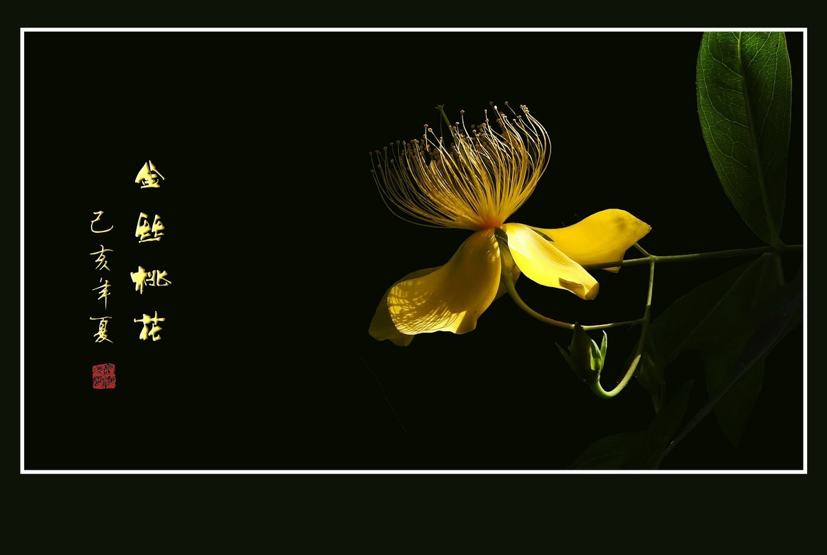 金丝飘飘的金丝桃花