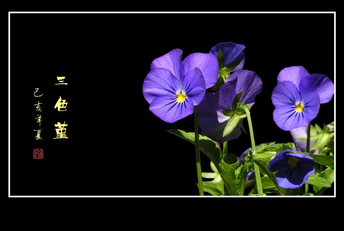 草中的花蝴蝶-三色堇