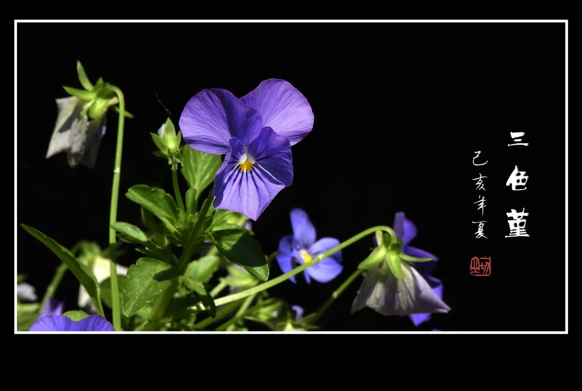 草中的花蝴蝶-三色堇