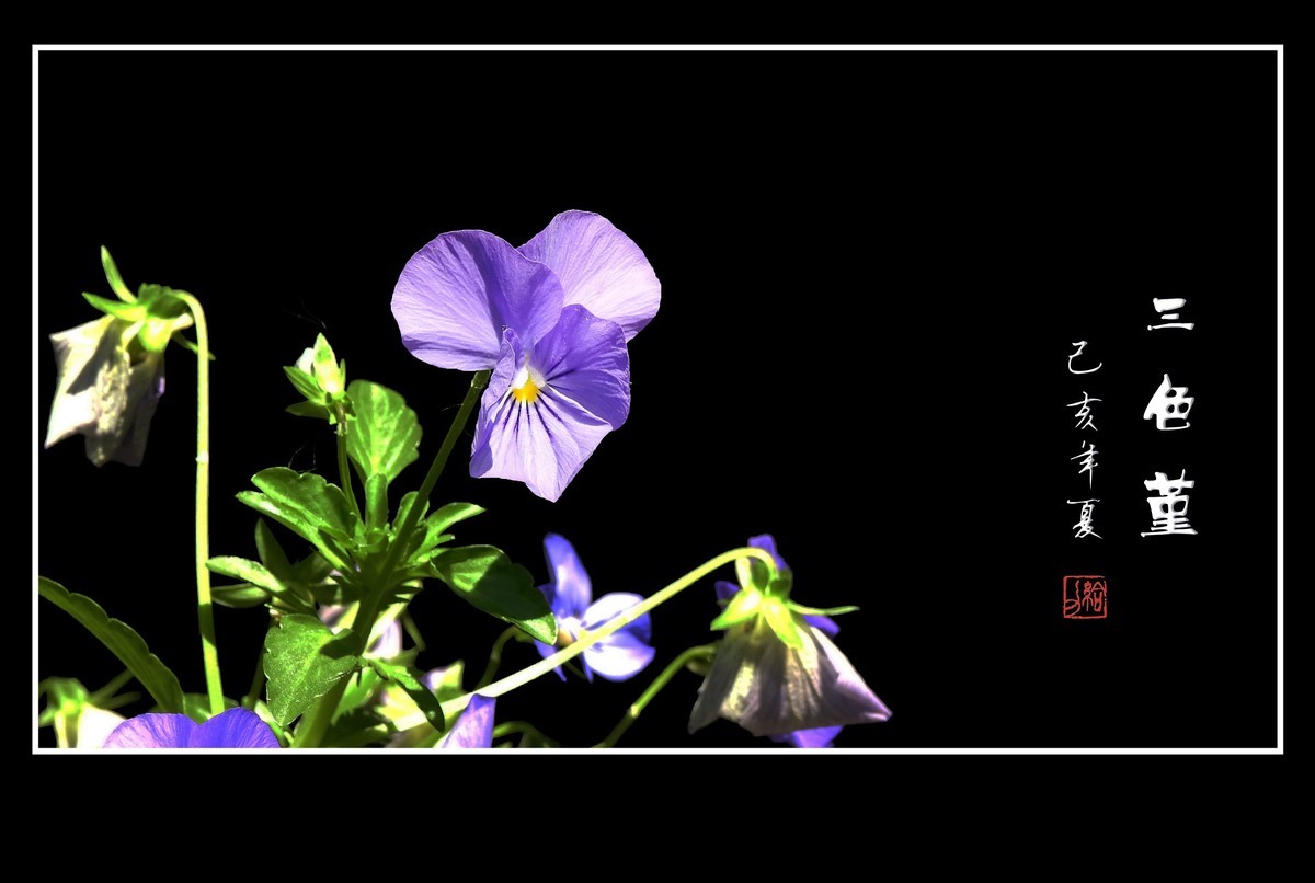 草中的花蝴蝶-三色堇