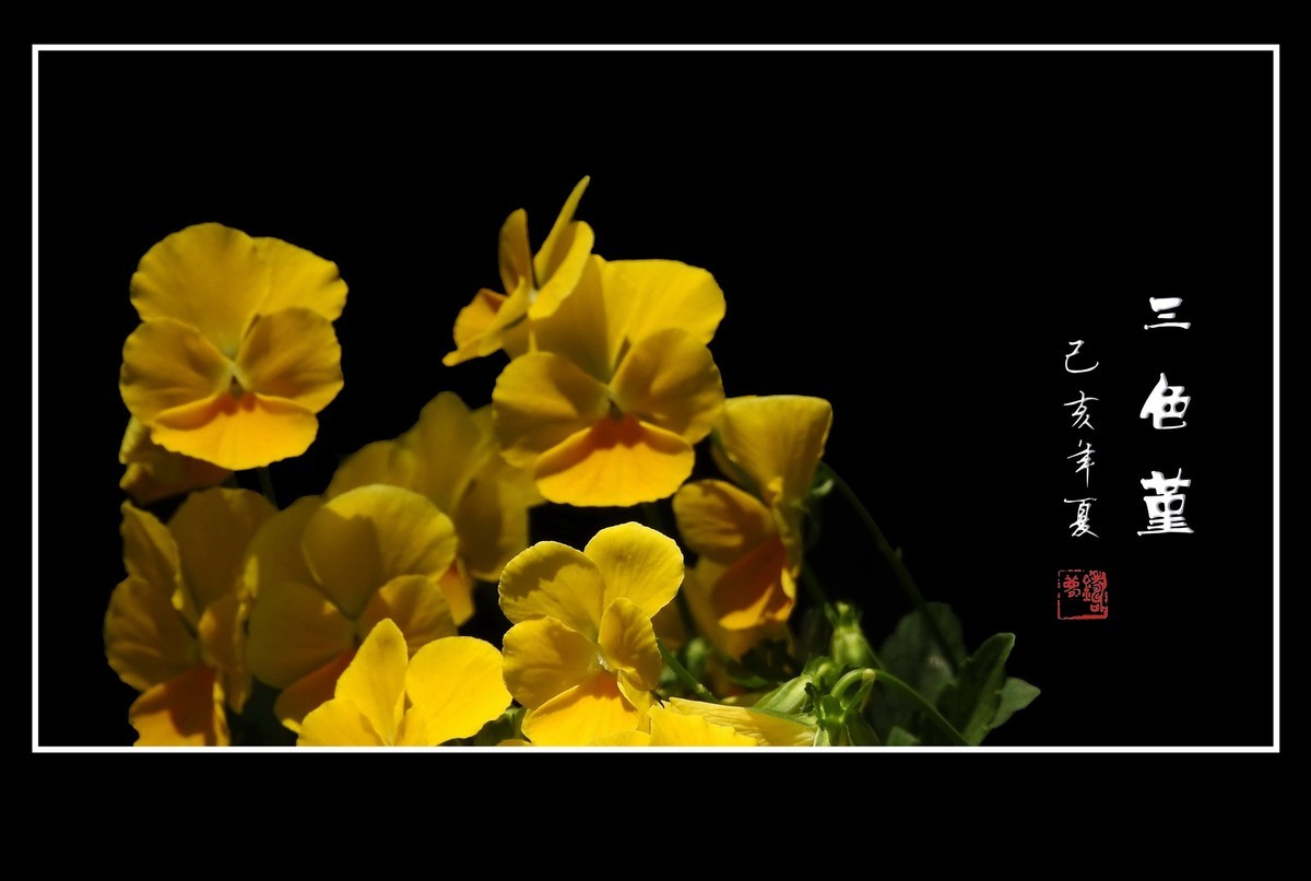 草中的花蝴蝶-三色堇