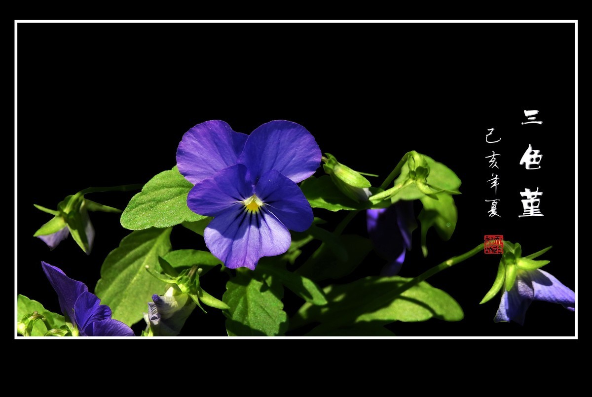 草中的花蝴蝶-三色堇