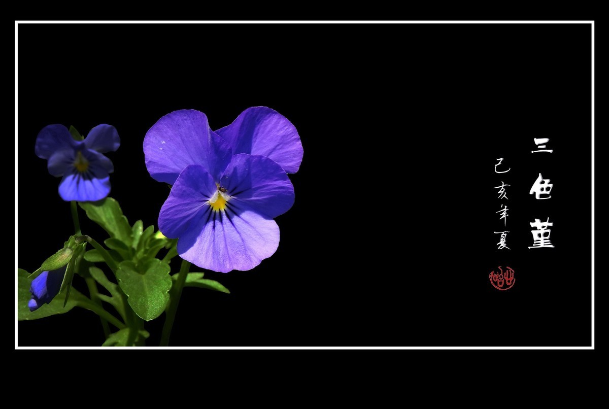 草中的花蝴蝶-三色堇