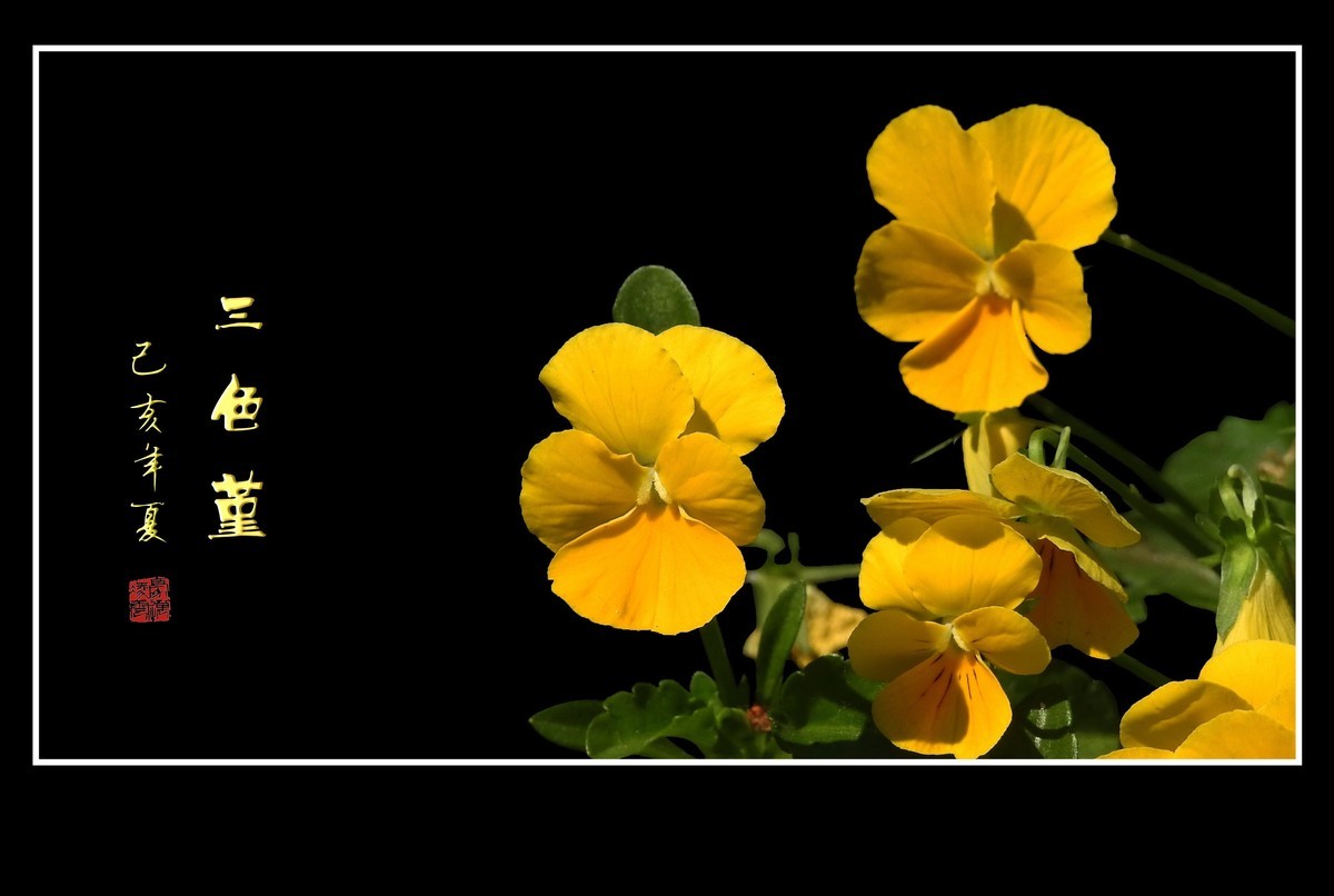 草中的花蝴蝶-三色堇