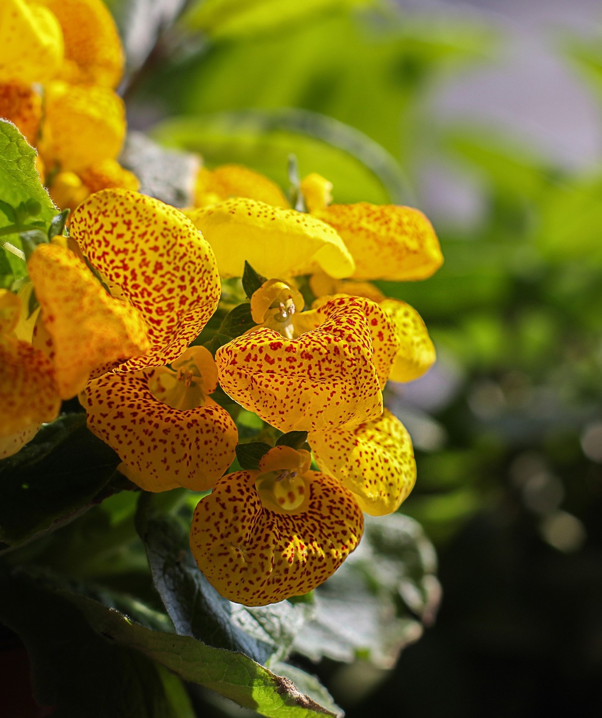 蒲包花与仙客来