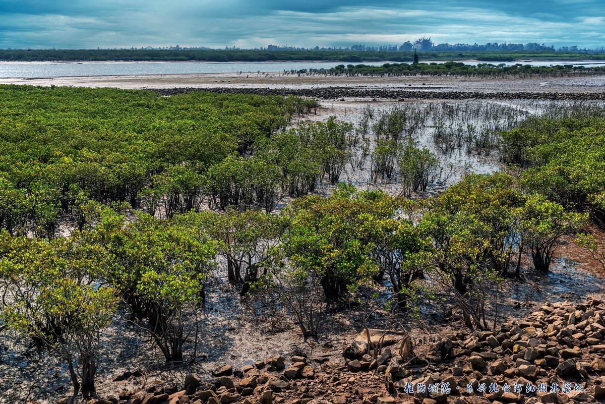 桂防城港东兴北仑河口红树林湿地