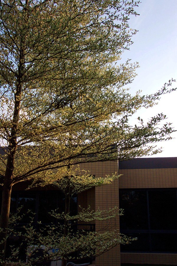 老柯之色 （17）