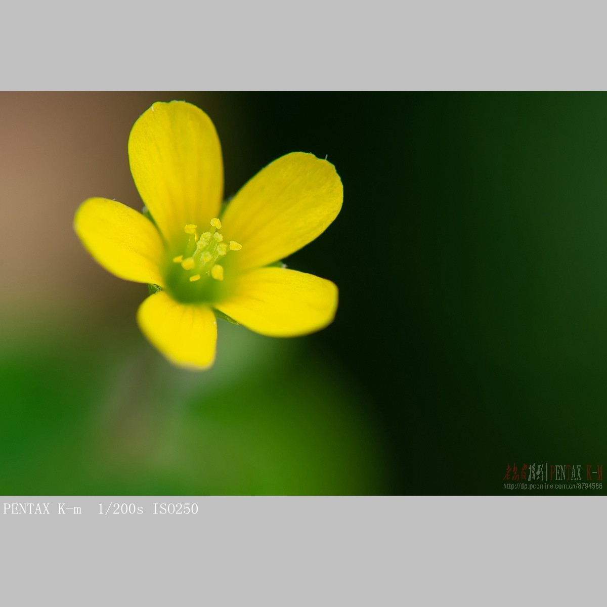 花鸟虫草