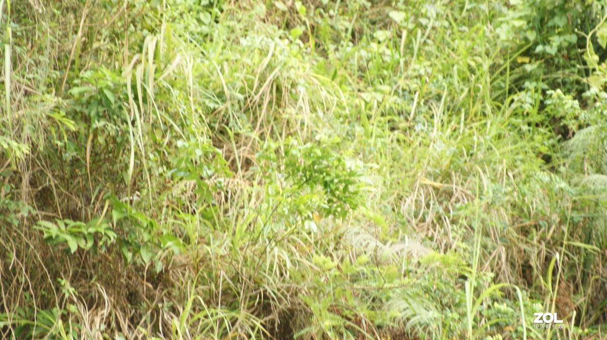 入手相机之《有请大师》