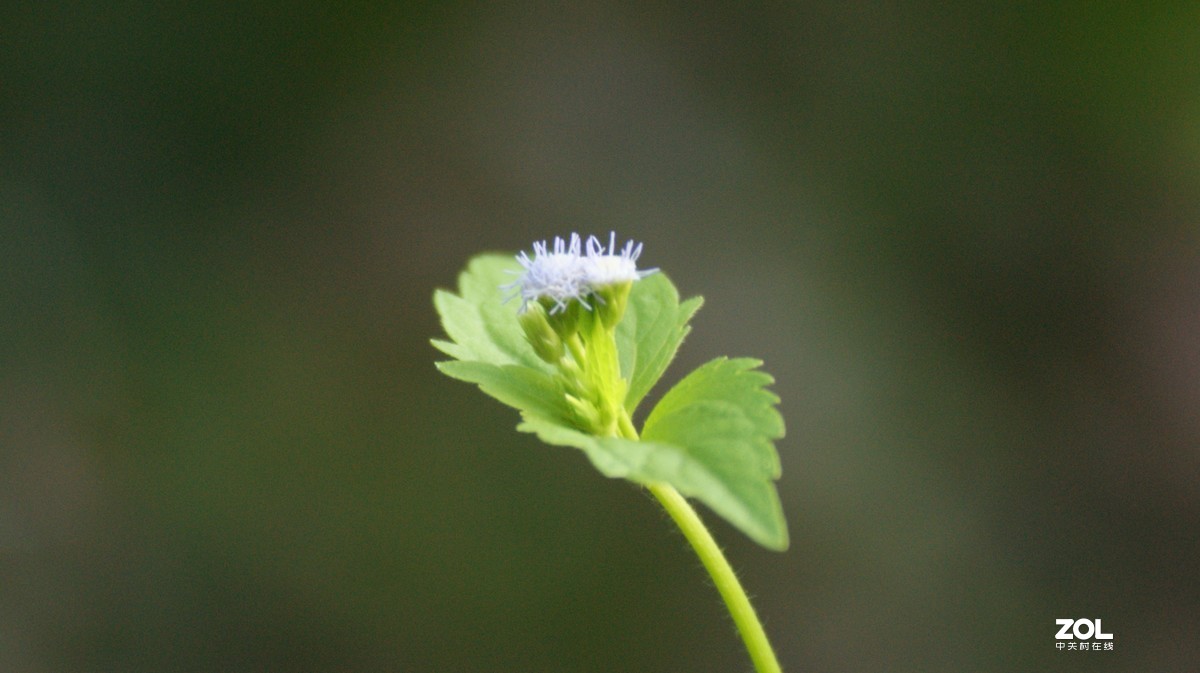 入手相机之《有请大师》