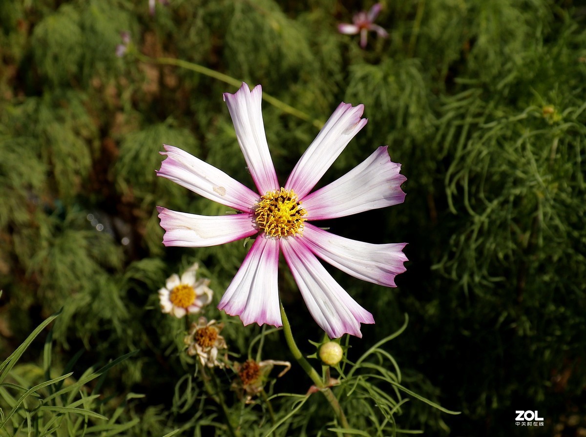 我觉得这几张花草照片还可以吧。呵呵自不量力让老师见笑了