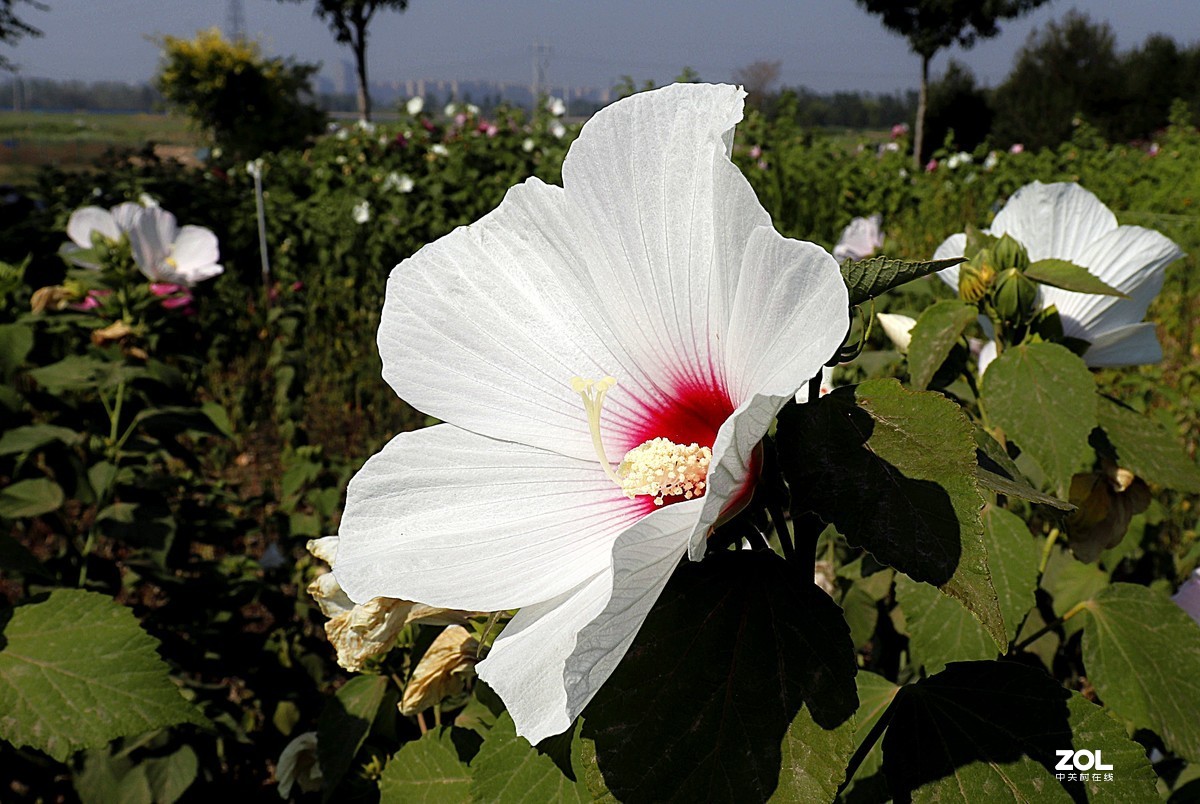 我觉得这几张花草照片还可以吧。呵呵自不量力让老师见笑了