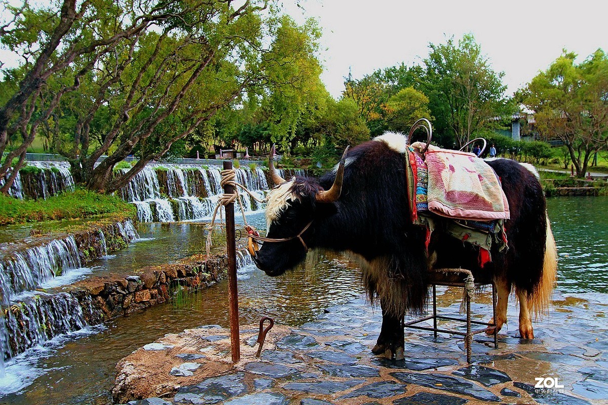 云南丽江[玉水寨]随拍之十三-----[完]