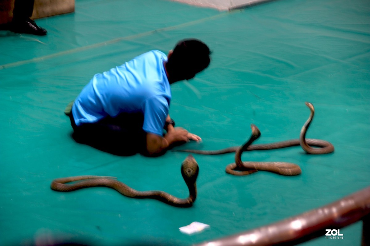 清迈泰国毒蛇研究中心怎么样/如何去,泰国毒蛇研究中心购物好不好_点评_评价【携程攻略】