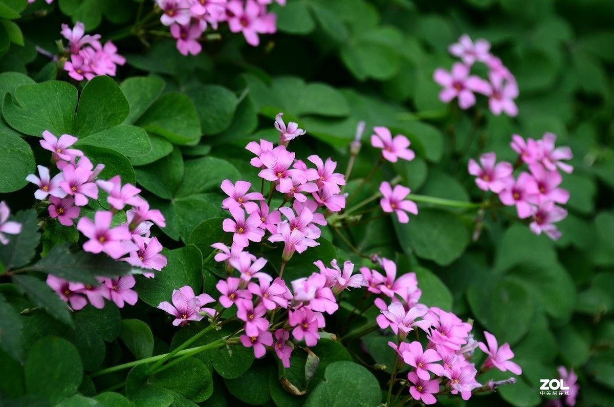 花卉系列【1990】