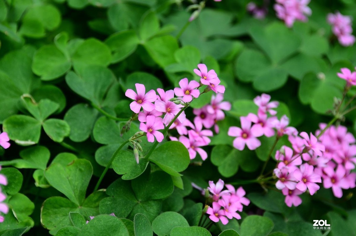 花卉系列【1990】