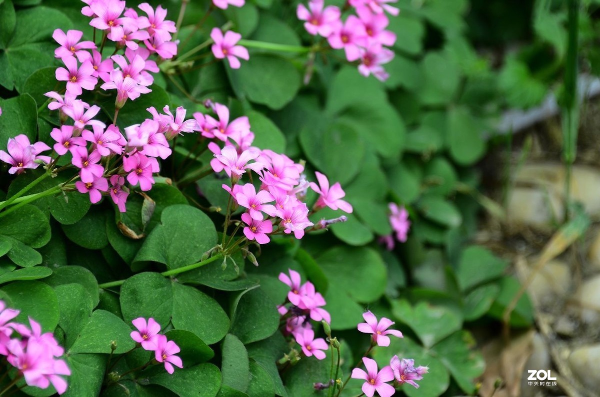 花卉系列【1990】